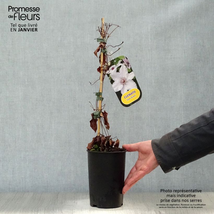 Clematis Snow Queen - Clematide Vaso da 2L/3L esemplare consegnato in inverno