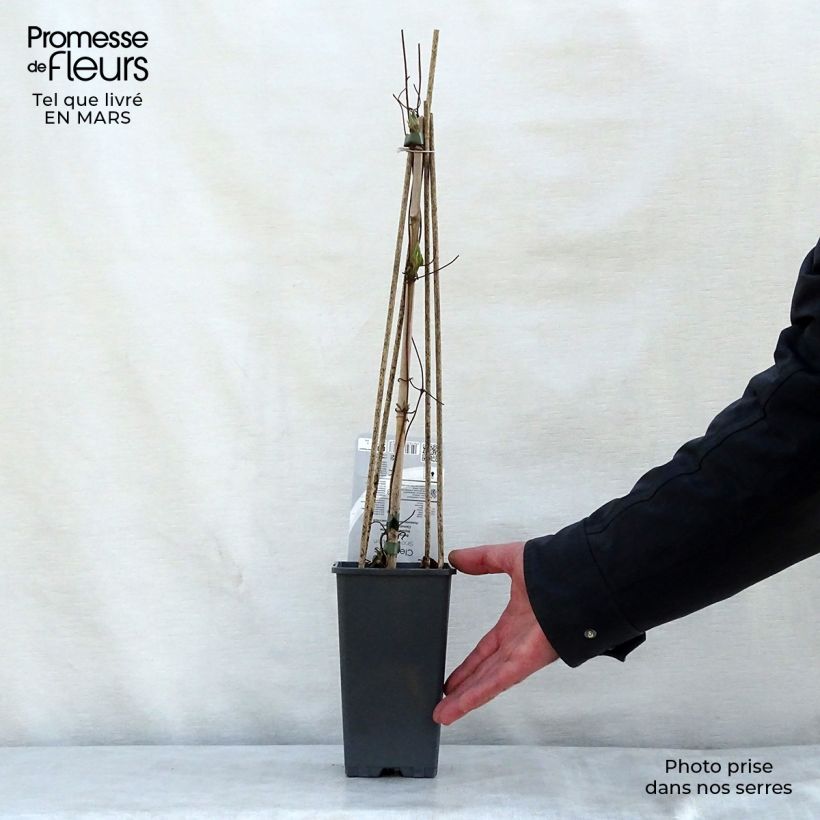 Clematis Snow Queen - Clematide Vaso da 2L/3L esemplare consegnato in primavera