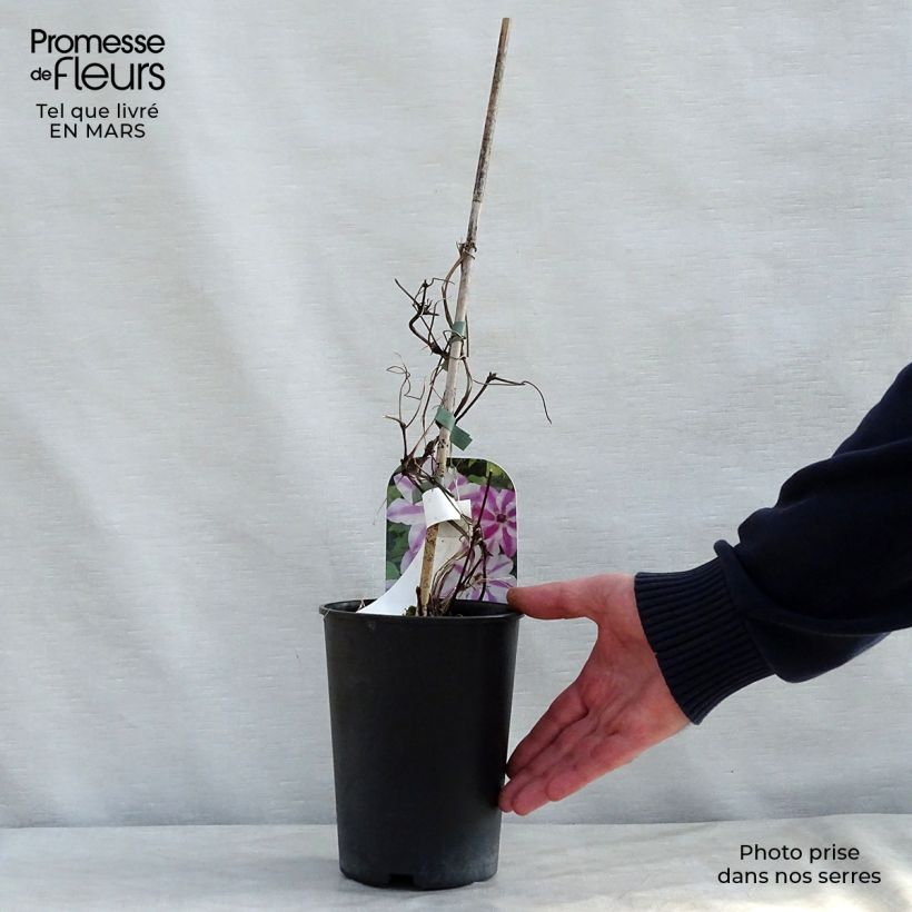 Clematis Souvenir du Capitaine Thuilleaux - Clematide Vaso da 2L/3L esemplare consegnato in primavera