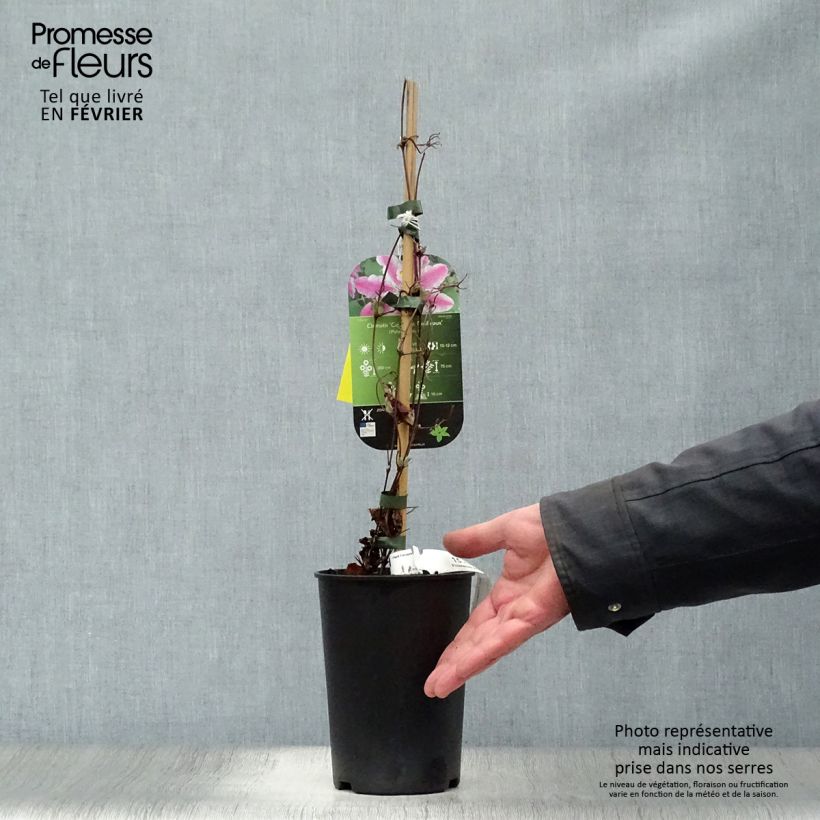 Clematis Souvenir du Capitaine Thuilleaux - Clematide Vaso da 2L/3L esemplare consegnato in inverno