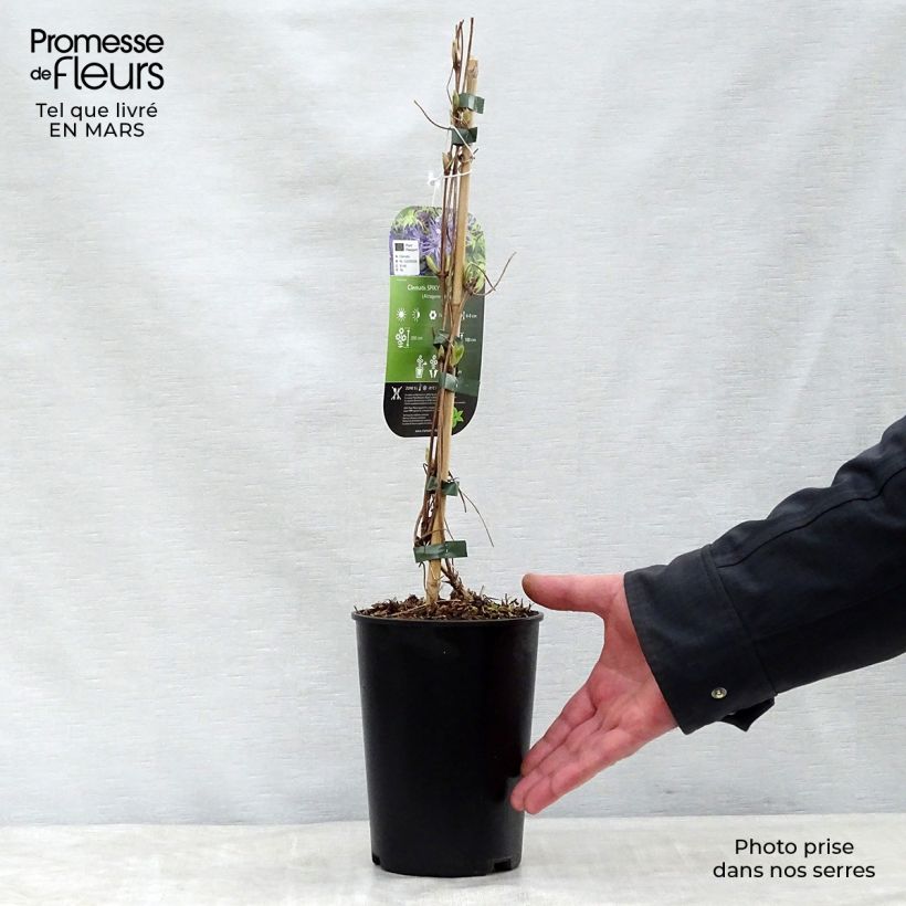 Clematis Spiky - Clematide Vaso da 2L/3L esemplare consegnato in primavera