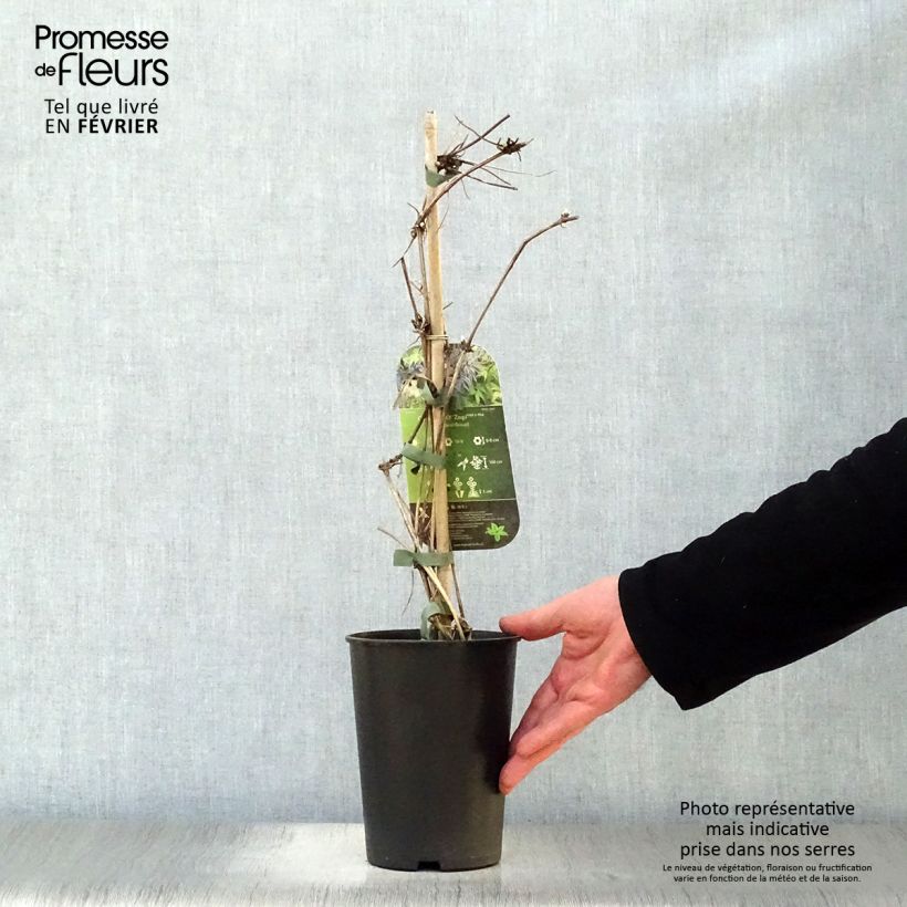 Clematis Spiky - Clematide Vaso da 2L/3L esemplare consegnato in inverno