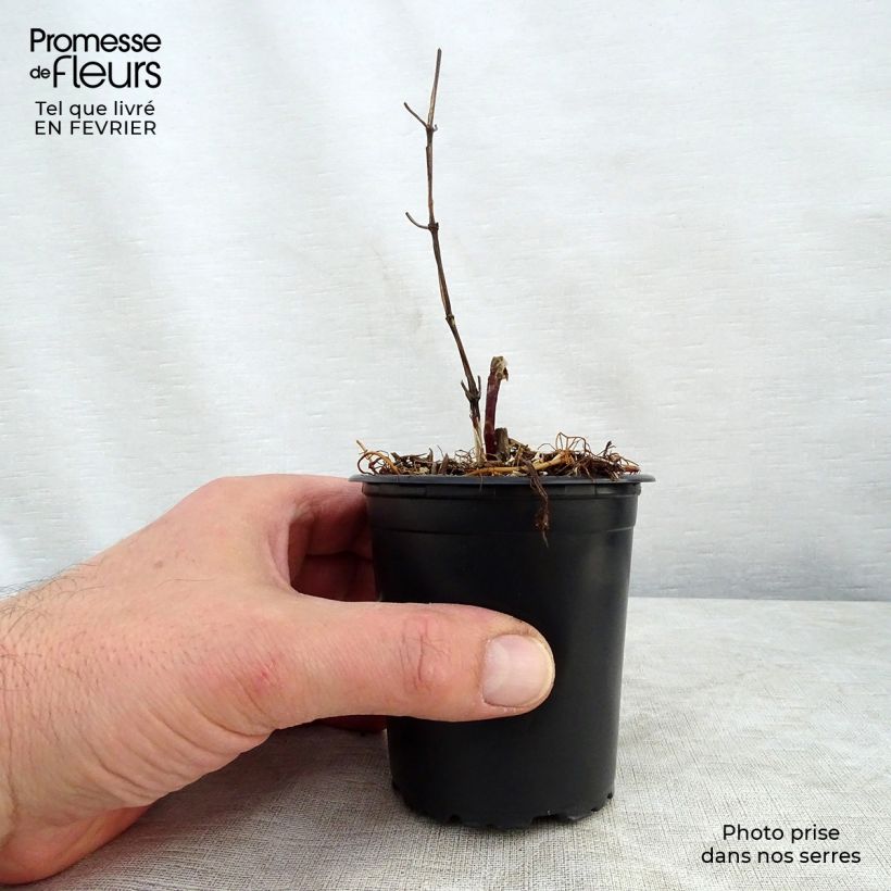 Clematis Star of India - Clematide Vasetto da 8/9 cm esemplare consegnato in inverno