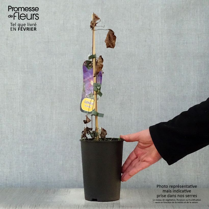 Clematis Star of India - Clematide Vaso da 2L/3L esemplare consegnato in inverno