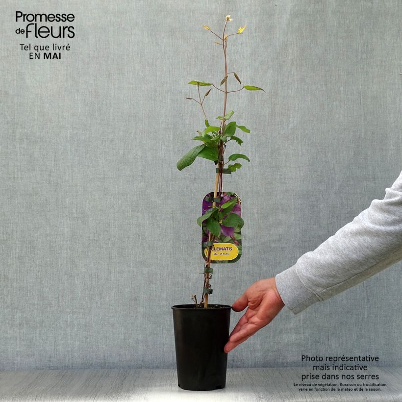 Clematis Star of India - Clematide Vaso da 2L/3L esemplare consegnato in primavera