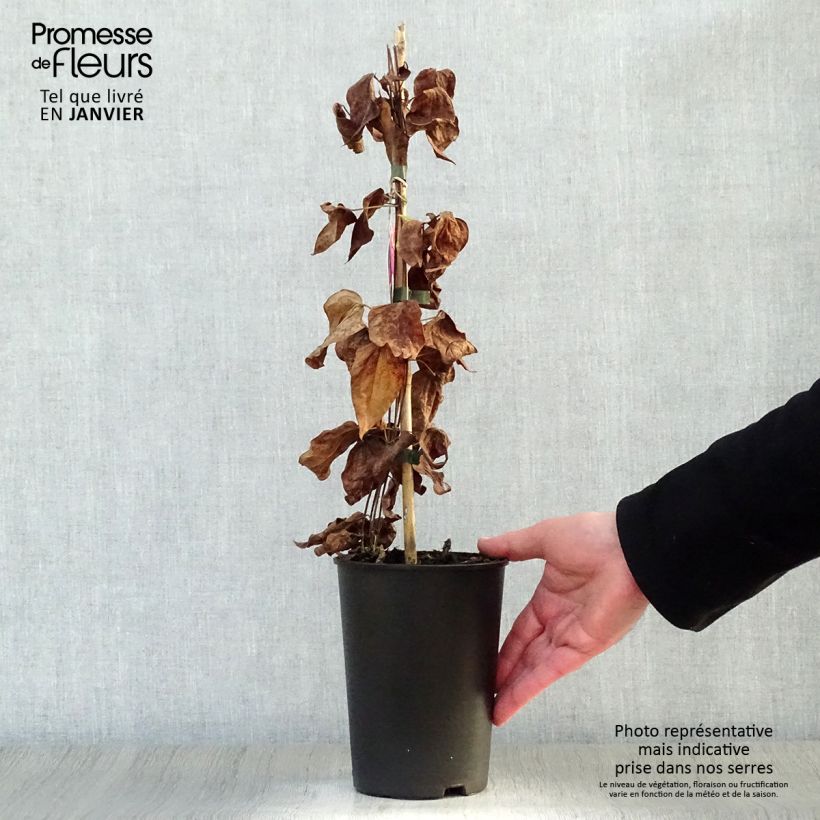 Clematis Star of Pakistan - Clematide Vaso da 2L/3L esemplare consegnato in inverno