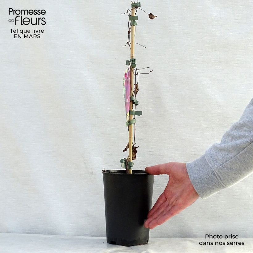 Clematis Star of Pakistan - Clematide Vaso da 2L/3L esemplare consegnato in primavera