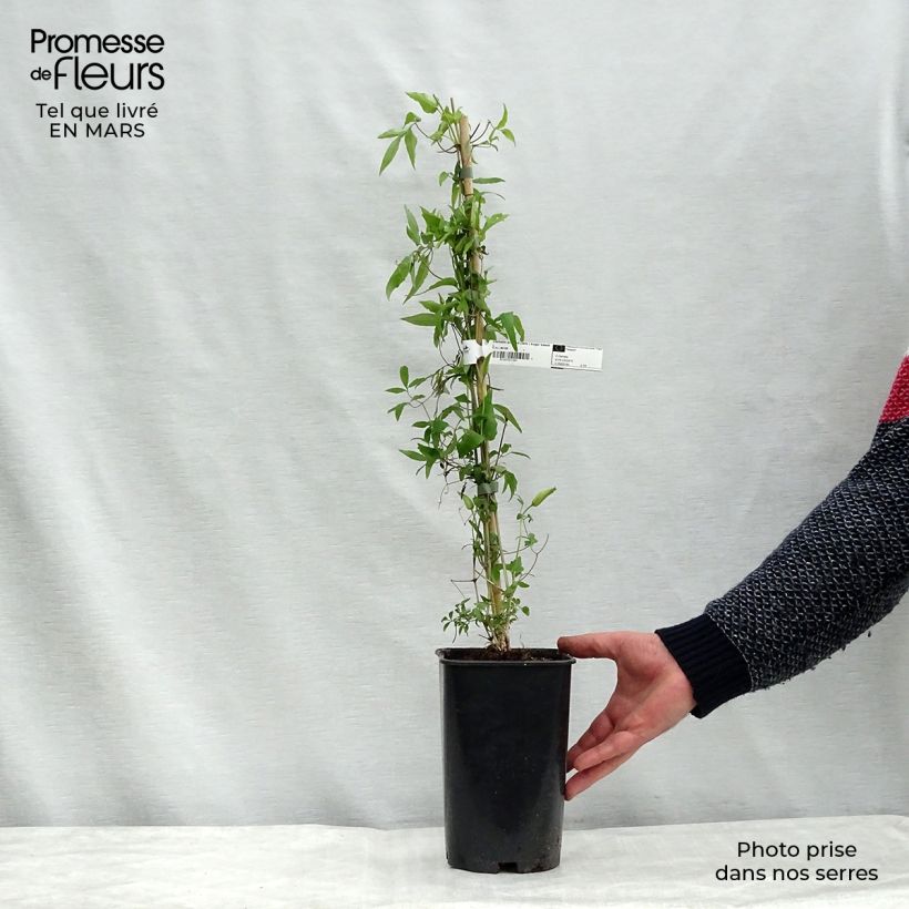 Clematis Sugar Sweet - Clematide Vaso da 2L/3L esemplare consegnato in inverno