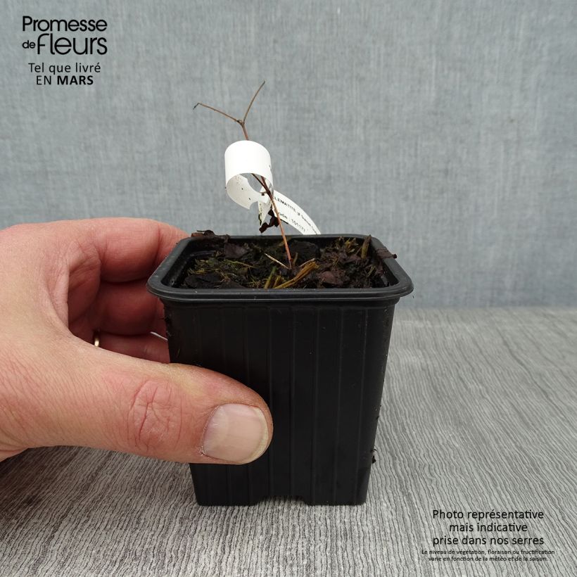 Clematis Sunset - Clematide Vasetto da 8/9 cm esemplare consegnato in inverno