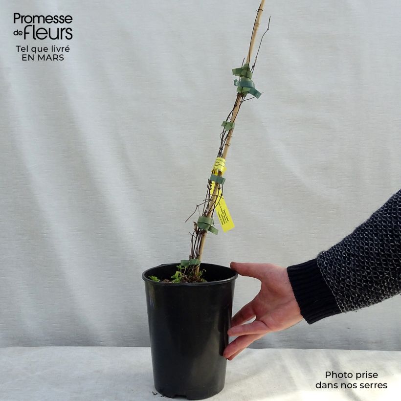 Clematis Sunset - Clematide Vaso da 2L/3L esemplare consegnato in inverno