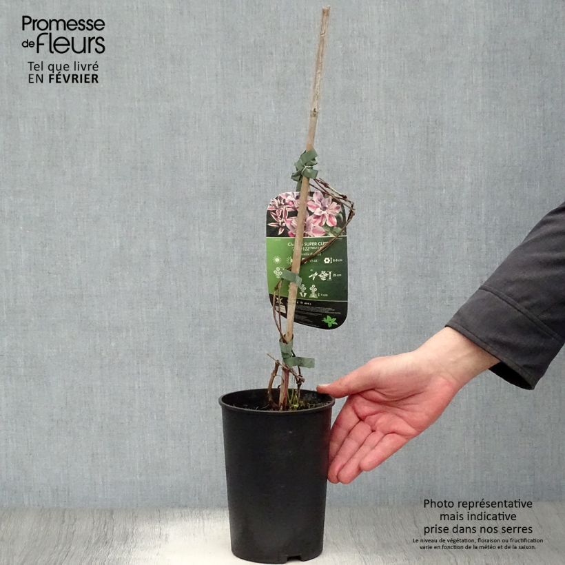 Clematis Super Cute - Clematide Vaso da 2L/3L esemplare consegnato in inverno