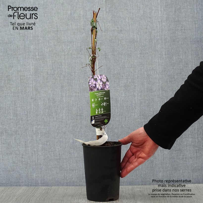 Clematis viticella Super Nova - Clematide Vaso da 2L/3L esemplare consegnato in inverno