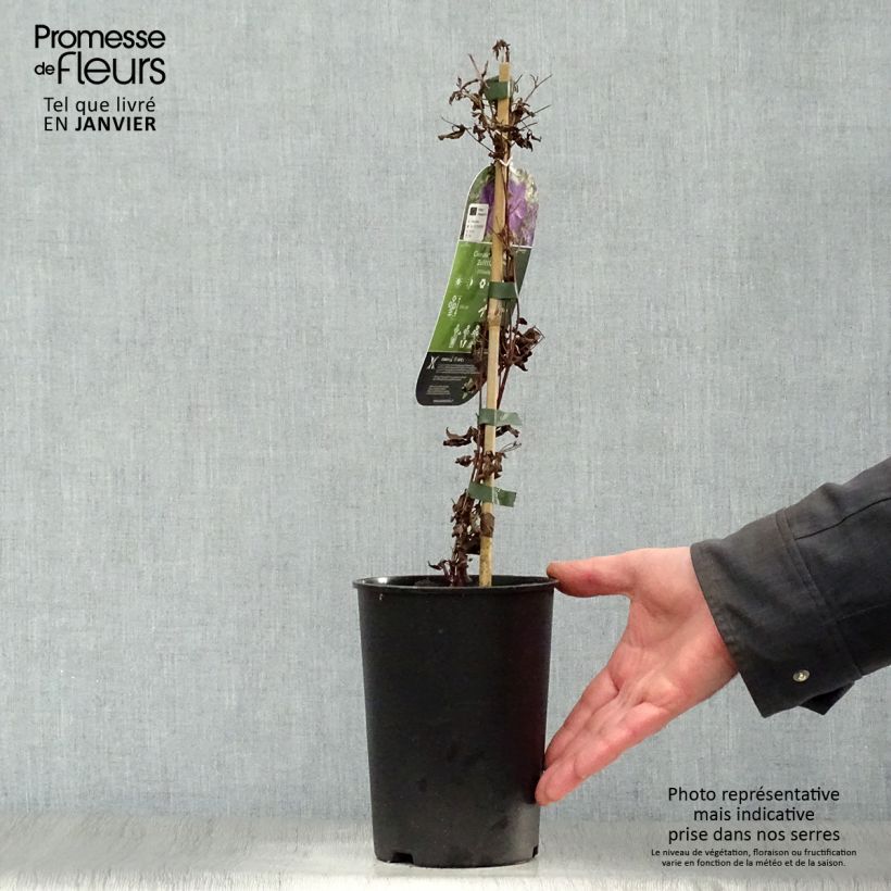 Clematis Supernight - Clematide Vaso da 2L/3L esemplare consegnato in inverno