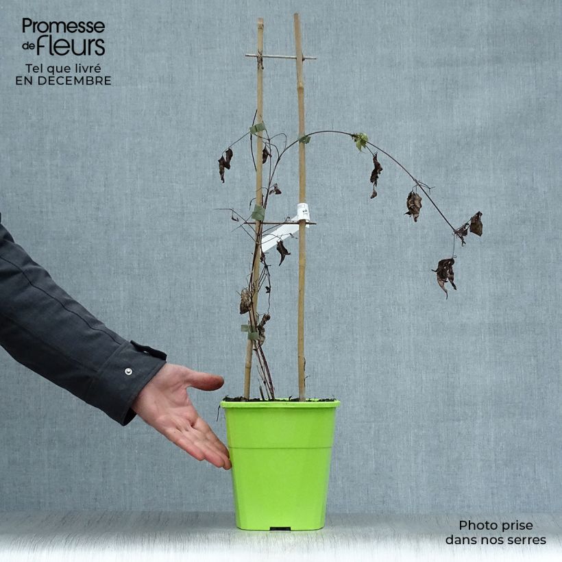 Clematis Taiga - Clematide Vaso da 3L/4L esemplare consegnato in inverno