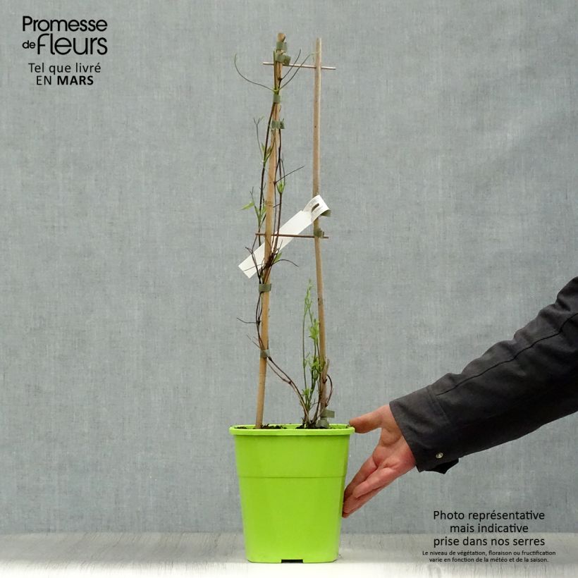 Clematis Taiga - Clematide Vaso da 3L/4L esemplare consegnato in primavera