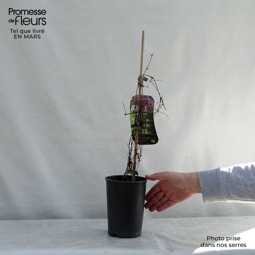 Clematis Temptation - Clematide Vaso da 2L/3L esemplare consegnato in primavera