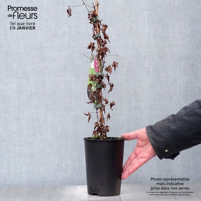 Clematis Temptation - Clematide Vaso da 2L/3L esemplare consegnato in inverno