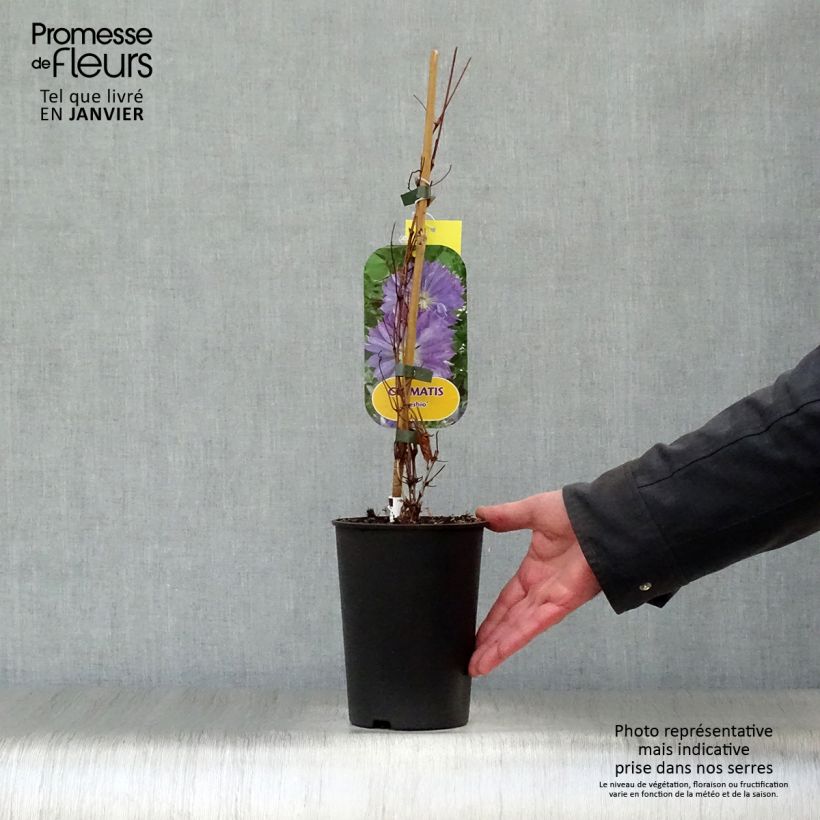 Clematis Teshio - Clematide Vaso da 2L/3L esemplare consegnato in inverno