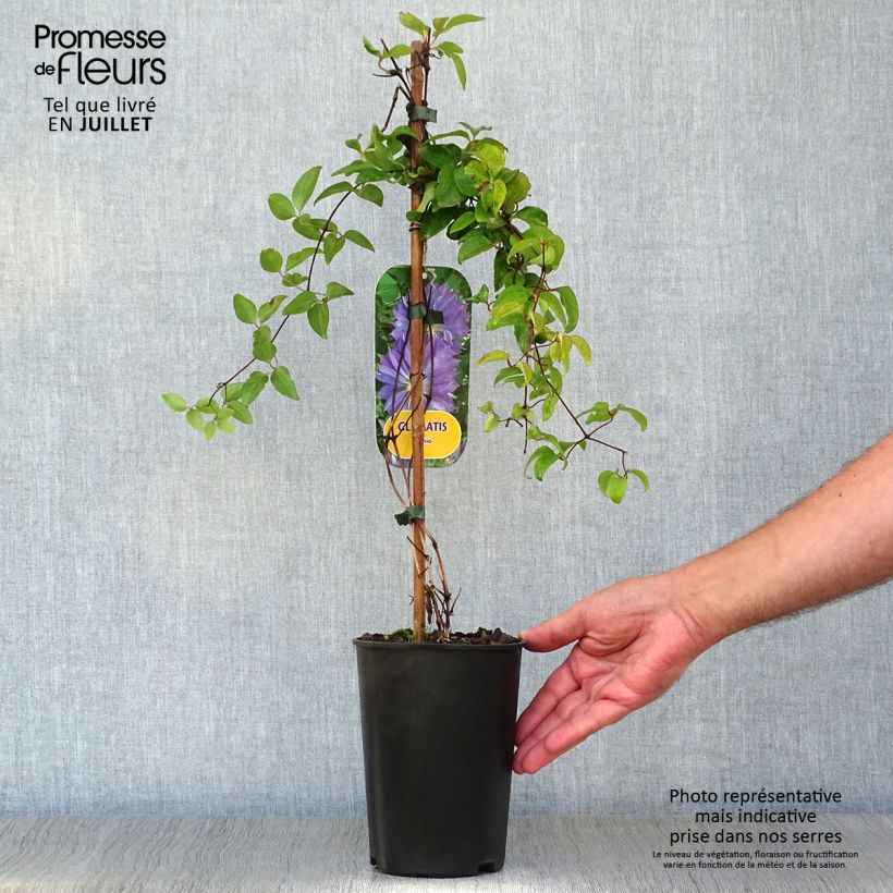 Esemplare di Clematis Teshio - Clematide Vaso da 2L/3L consegnato in estate