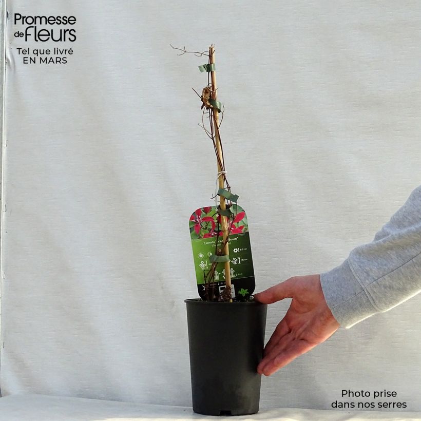 Clematis texensis Gravetye Beauty - Clematide Vaso da 2L/3L esemplare consegnato in primavera