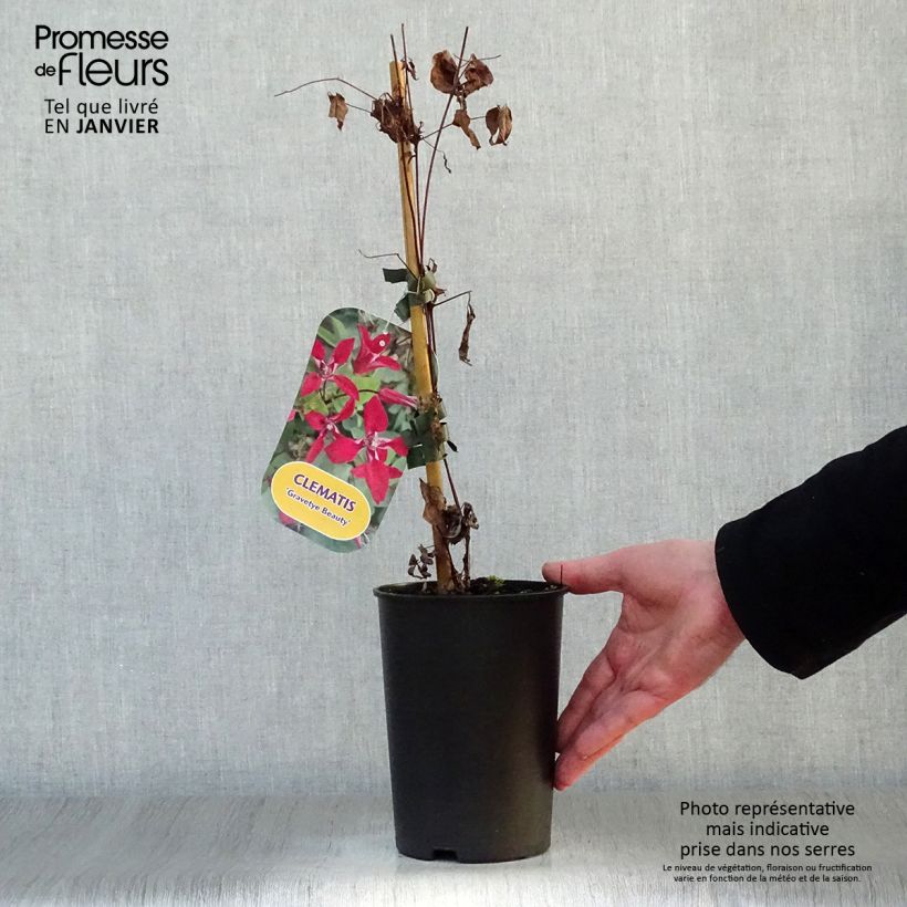 Clematis texensis Gravetye Beauty - Clematide Vaso da 2L/3L esemplare consegnato in inverno