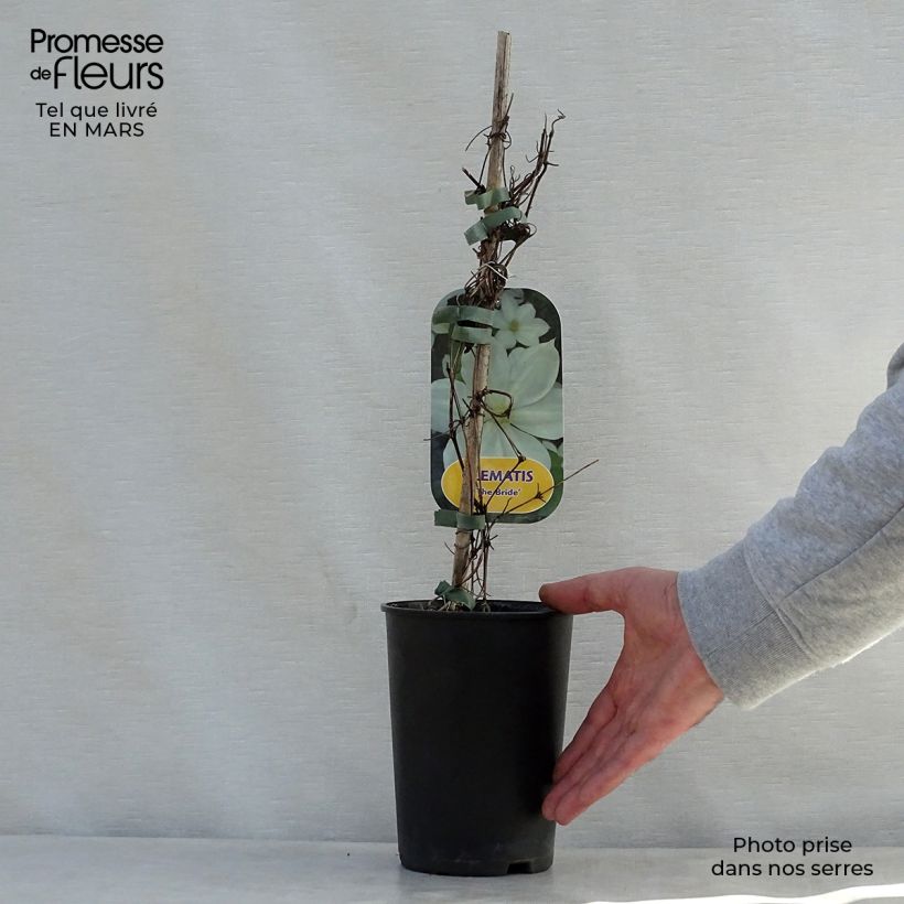 Clematis The Bride - Clematide Vaso da 2L/3L esemplare consegnato in primavera