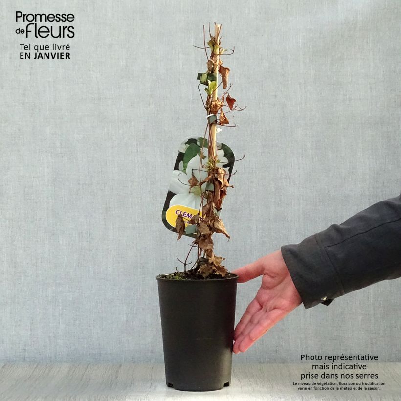 Clematis The Bride - Clematide Vaso da 2L/3L esemplare consegnato in inverno
