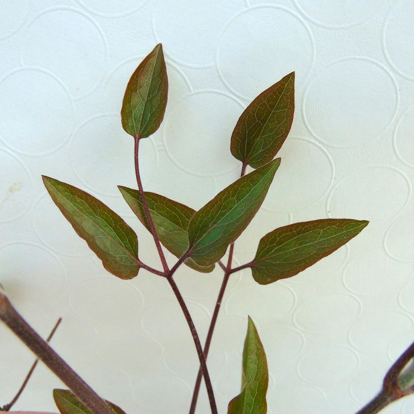 Clematis The President - Clematide (Fogliame)