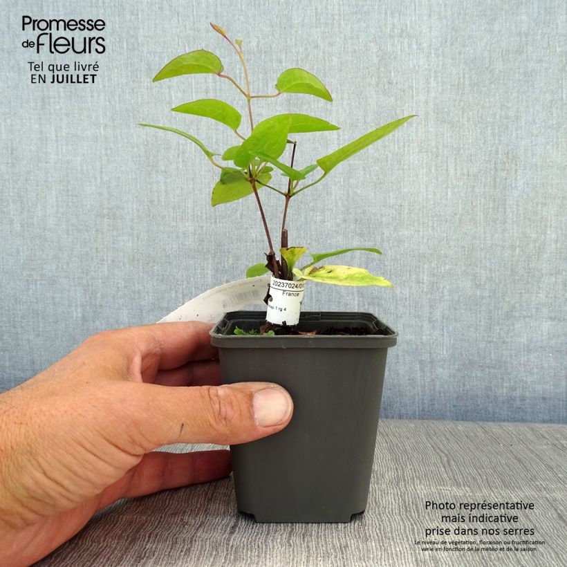 Esemplare di Clematis The President - Clematide Vasetto da 8/9 cm consegnato in estate
