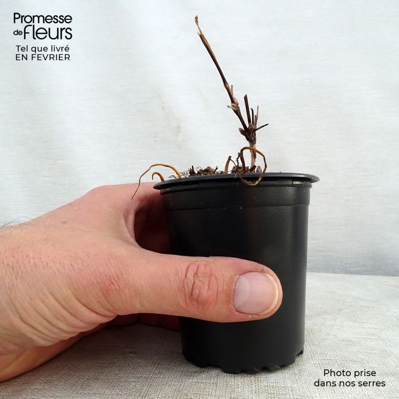 Clematis The President - Clematide Vasetto da 8/9 cm esemplare consegnato in inverno