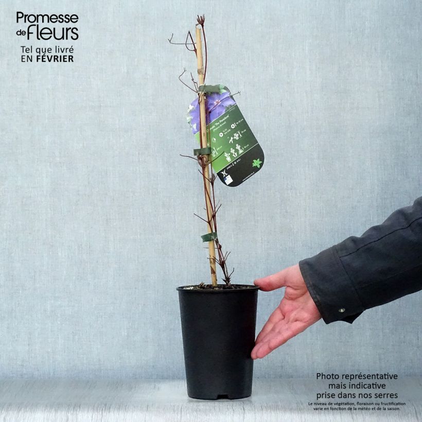 Clematis The President - Clematide Vaso da 2L/3L esemplare consegnato in inverno