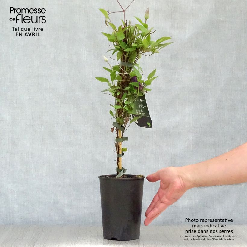 Clematis The President - Clematide Vaso da 2L/3L esemplare consegnato in primavera