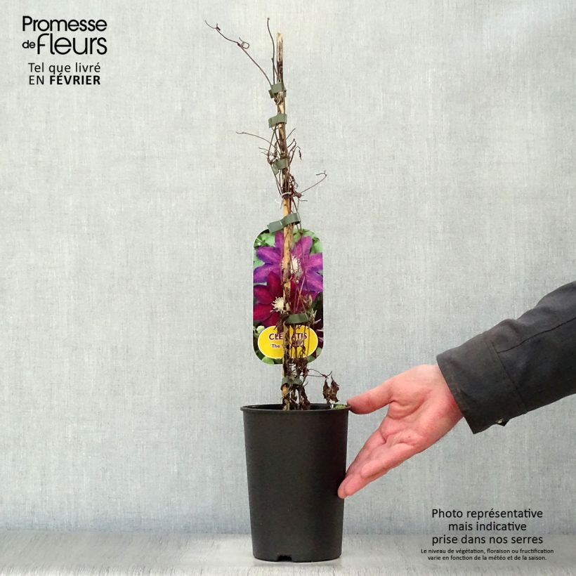 Clematis The Vagabond - Clematide Vaso da 2L/3L esemplare consegnato in inverno