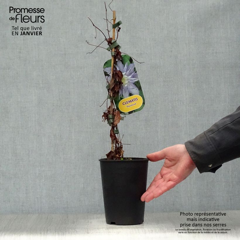 Clematis Thyrislund - Clematide Vaso da 1,5L/2L esemplare consegnato in inverno
