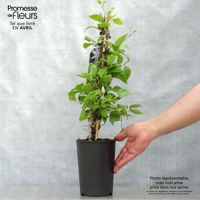 Clematis Thyrislund - Clematide Vaso da 1,5L/2L esemplare consegnato in primavera