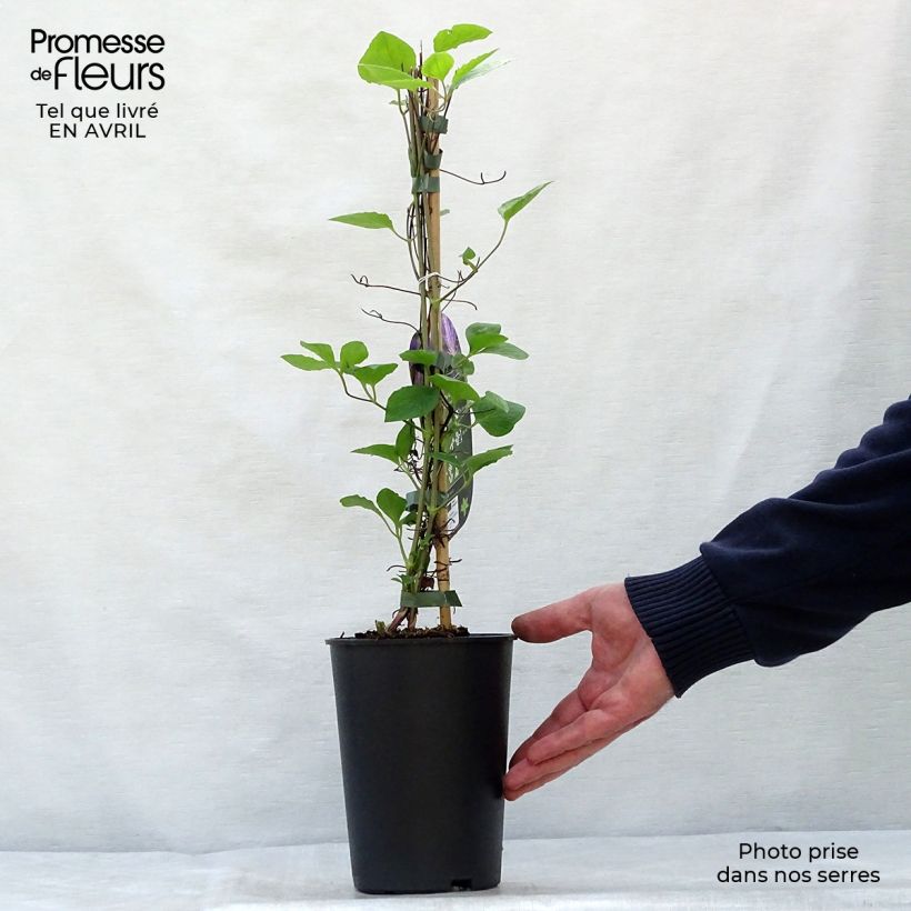 Clematis jackmanii Tie Dye - Clematide Vaso da 2L/3L esemplare consegnato in primavera