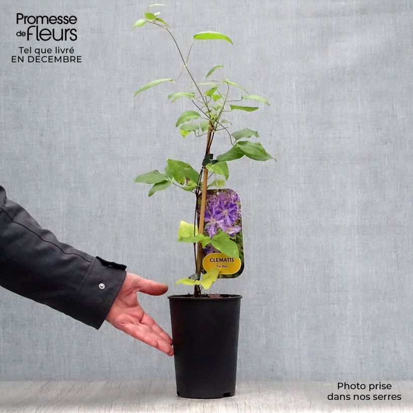 Clematis jackmanii Tie Dye - Clematide Vaso da 2L/3L esemplare consegnato in inverno