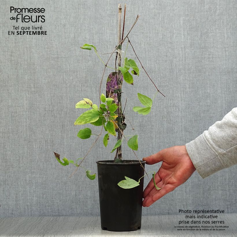 Esemplare di Clematis jackmanii Tie Dye - Clematide Vaso da 2L/3L come consegnato in autunno