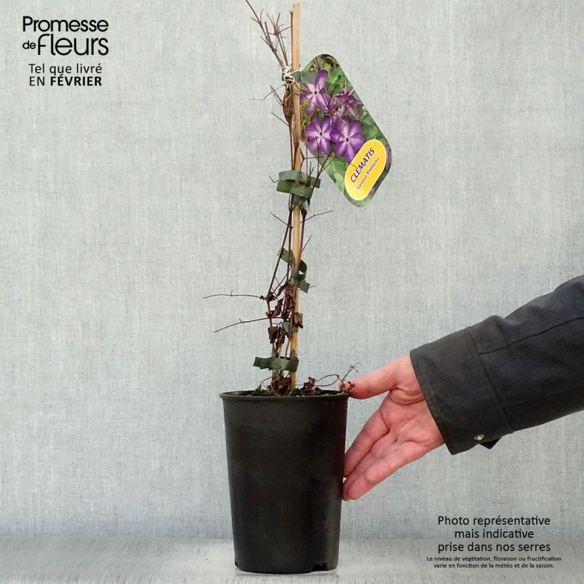 Clematis florida Venosa Violacea - Clematide Vaso da 2L/3L esemplare consegnato in inverno