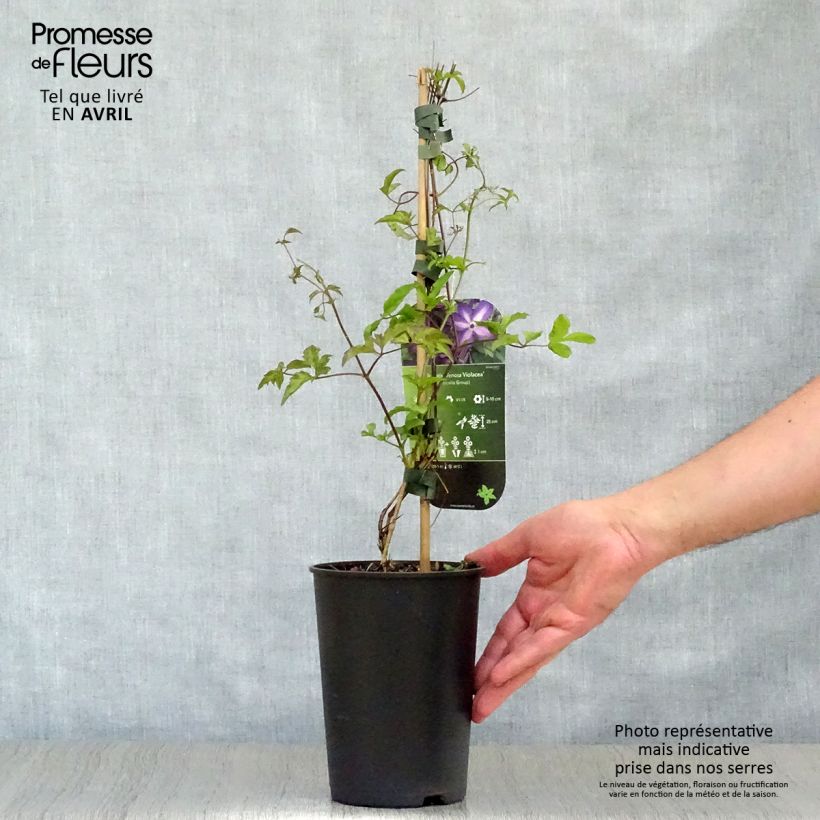 Clematis florida Venosa Violacea - Clematide Vaso da 2L/3L esemplare consegnato in primavera