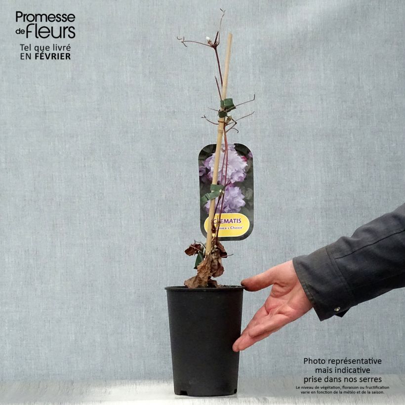 Clematis Veronica's Choice - Clematide Vaso da 2L/3L esemplare consegnato in inverno