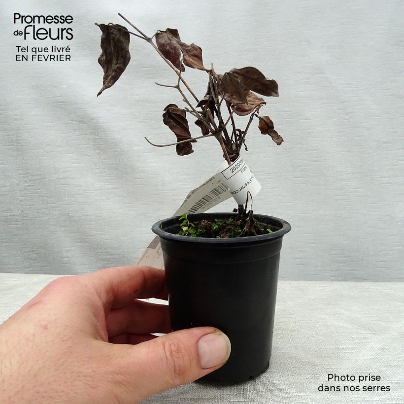 Clematis Ville de Lyon - Clematide Vasetto da 8/9 cm esemplare consegnato in inverno