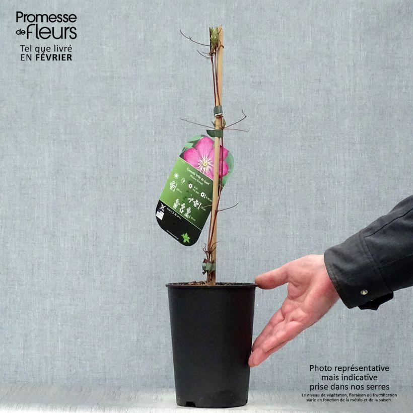 Clematis Ville de Lyon - Clematide Vaso da 1,5L/2L esemplare consegnato in inverno