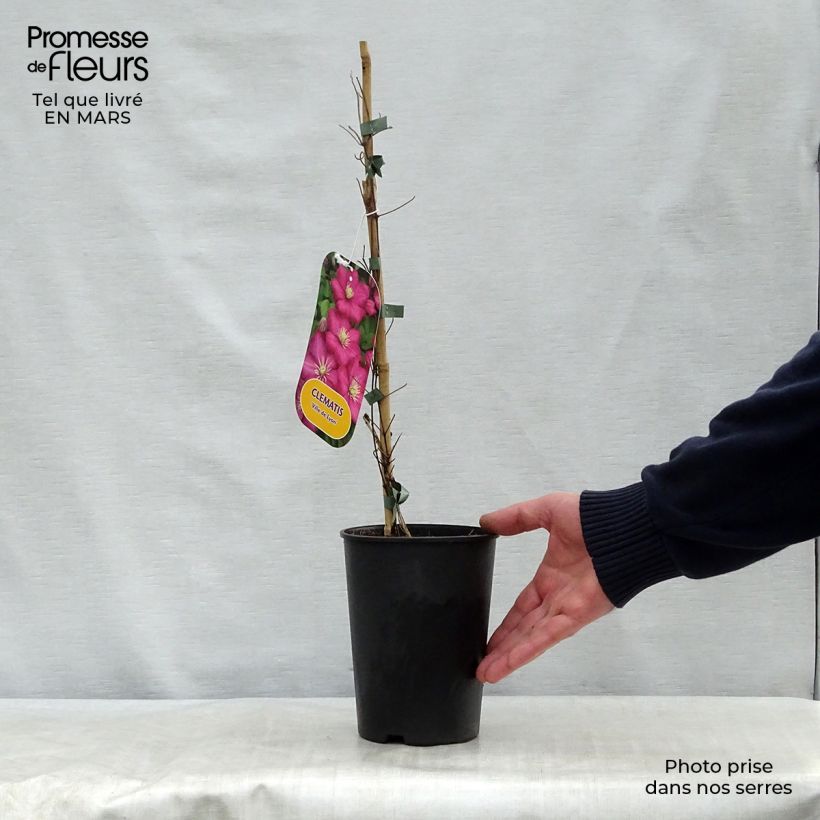 Clematis Ville de Lyon - Clematide Vaso da 1,5L/2L esemplare consegnato in primavera