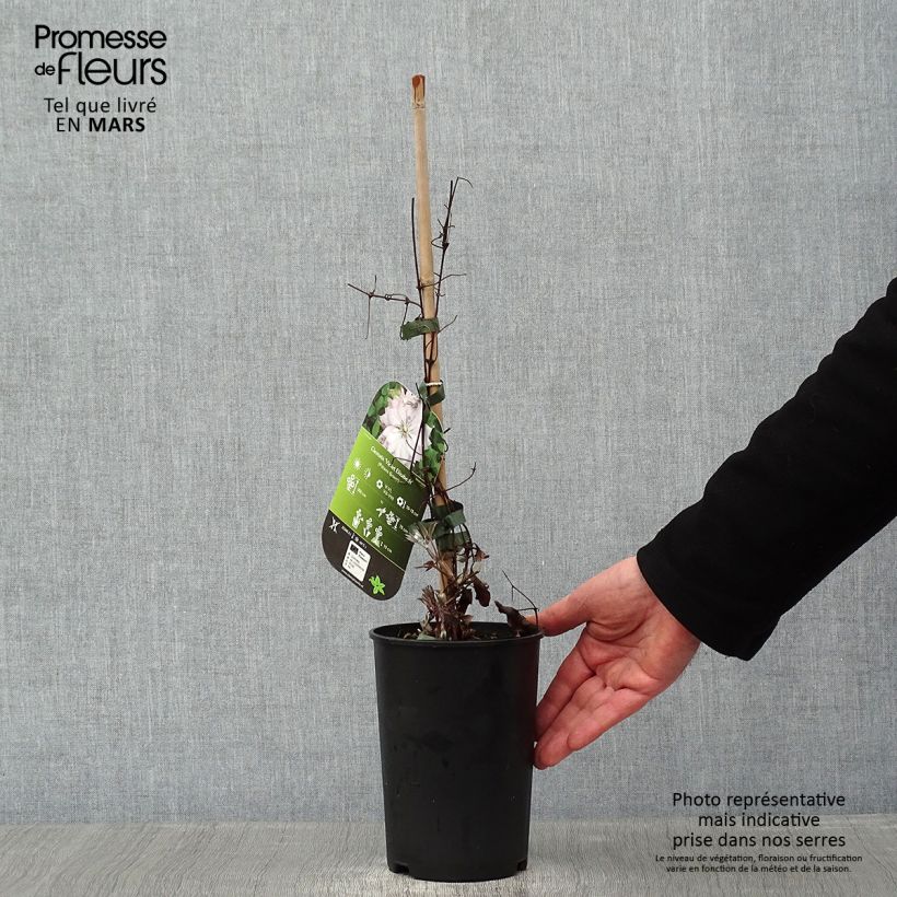 Clematis Violet Elisabeth - Clematide Vaso da 2L/3L esemplare consegnato in inverno