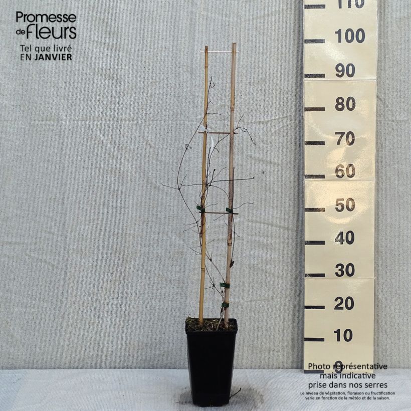 Clematis Viva Polonia - Clematide Vaso da 2L/3L esemplare consegnato in inverno