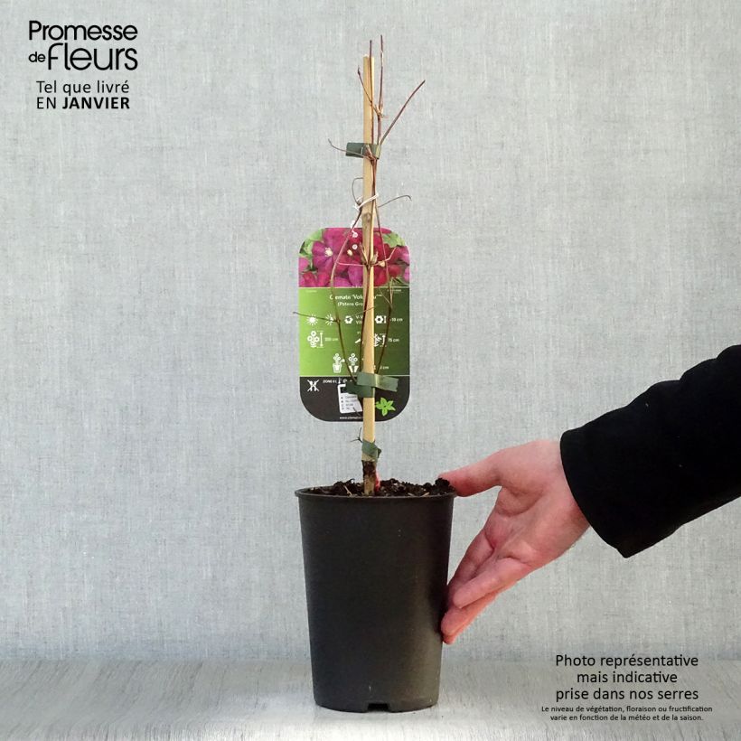 Clematis Voluceau - Clematide Vaso da 2L/3L esemplare consegnato in inverno