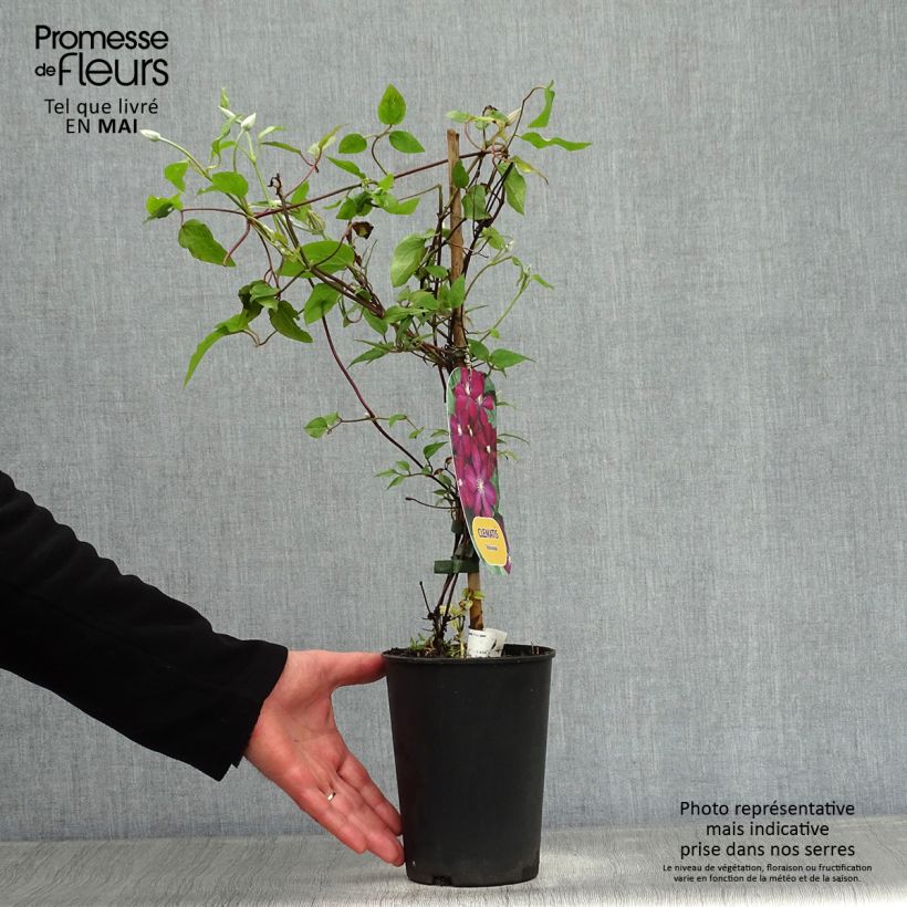 Clematis Voluceau - Clematide Vaso da 2L/3L esemplare consegnato in primavera