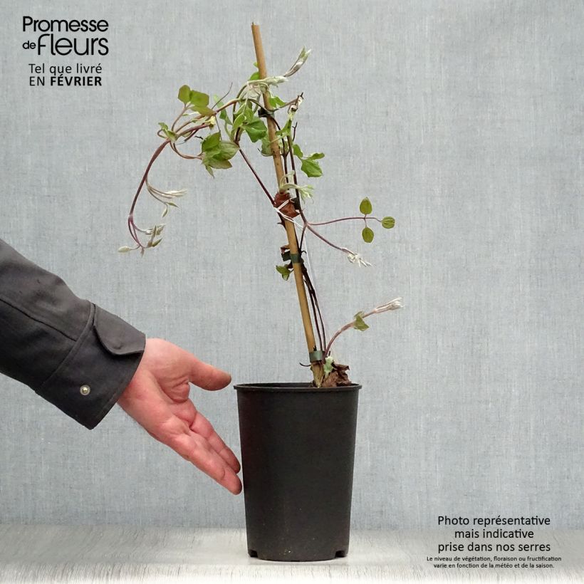 Clematis Vyvyan Pennell - Clematide Vaso da 2L/3L esemplare consegnato in inverno