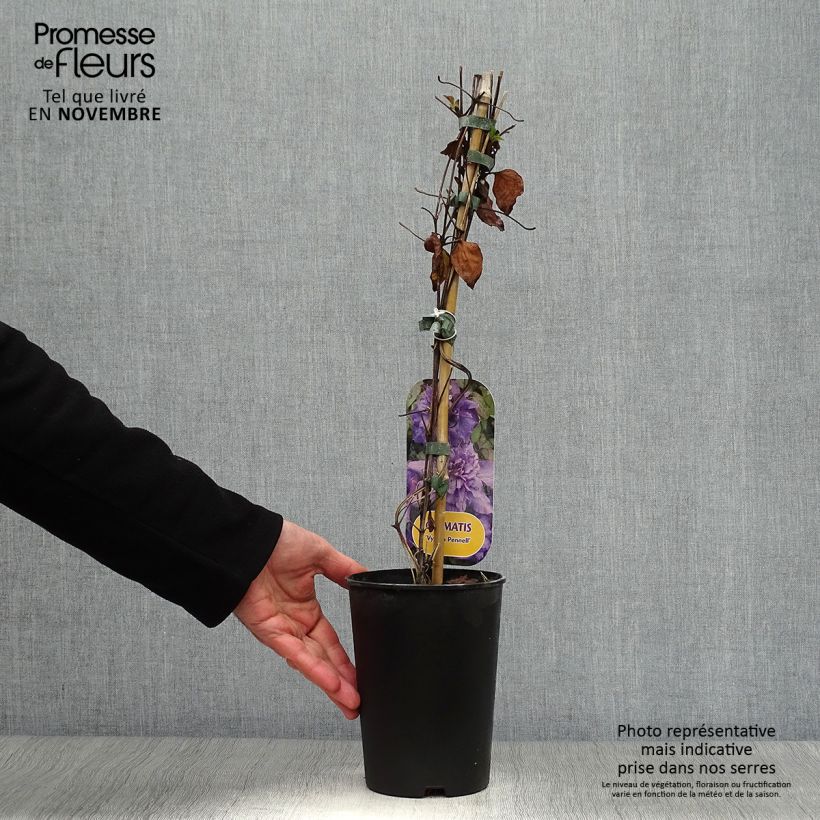 Esemplare di Clematis Vyvyan Pennell - Clematide Vaso da 2L/3L come consegnato in autunno
